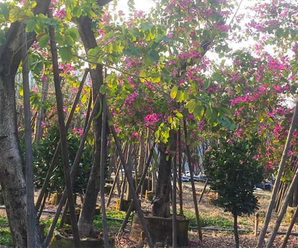 广场舞边上的陪衬树:红花紫荆2