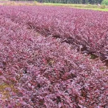 红花继木工程苗2（红成园艺）