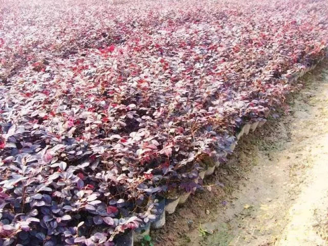 红花继木工程苗3（红成园艺）