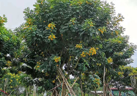 居民楼前种植的黄花槐