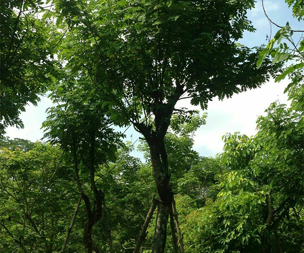 居民楼前种植的黄花槐1