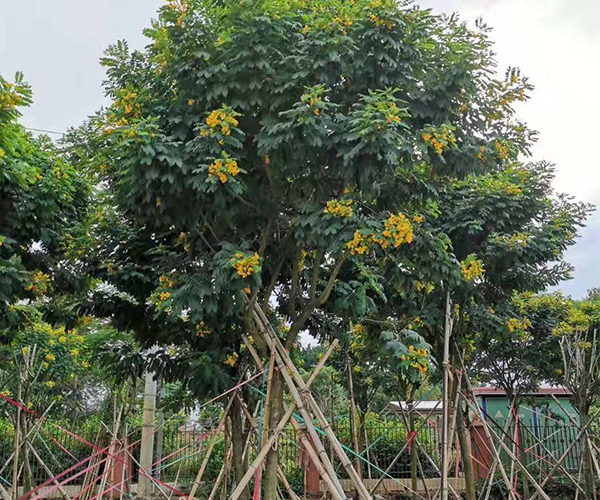 居民楼前种植的黄花槐2