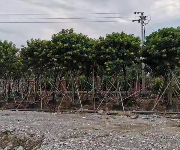 批发带黄色小花的黄花槐3