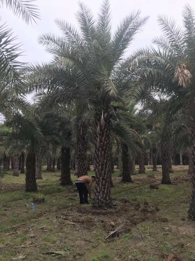 中东海枣碧海花木场基地实拍3