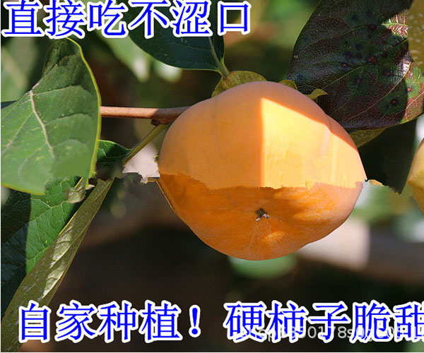 吃起来脆脆的台湾柿子4