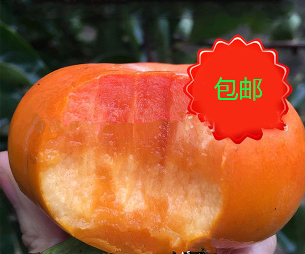 吃起来脆脆的台湾柿子1