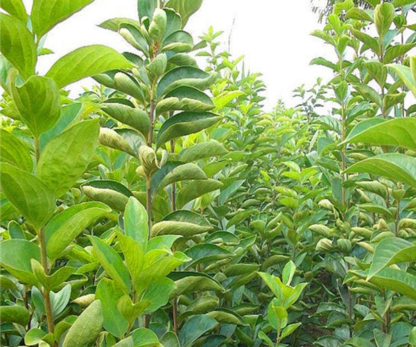 适合种植在小院子里的柿子苗1