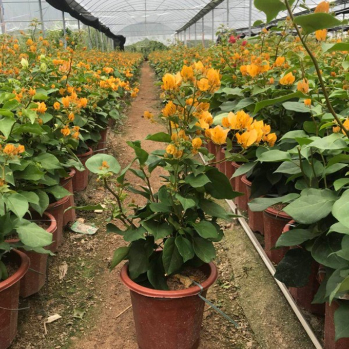 黄花三角梅