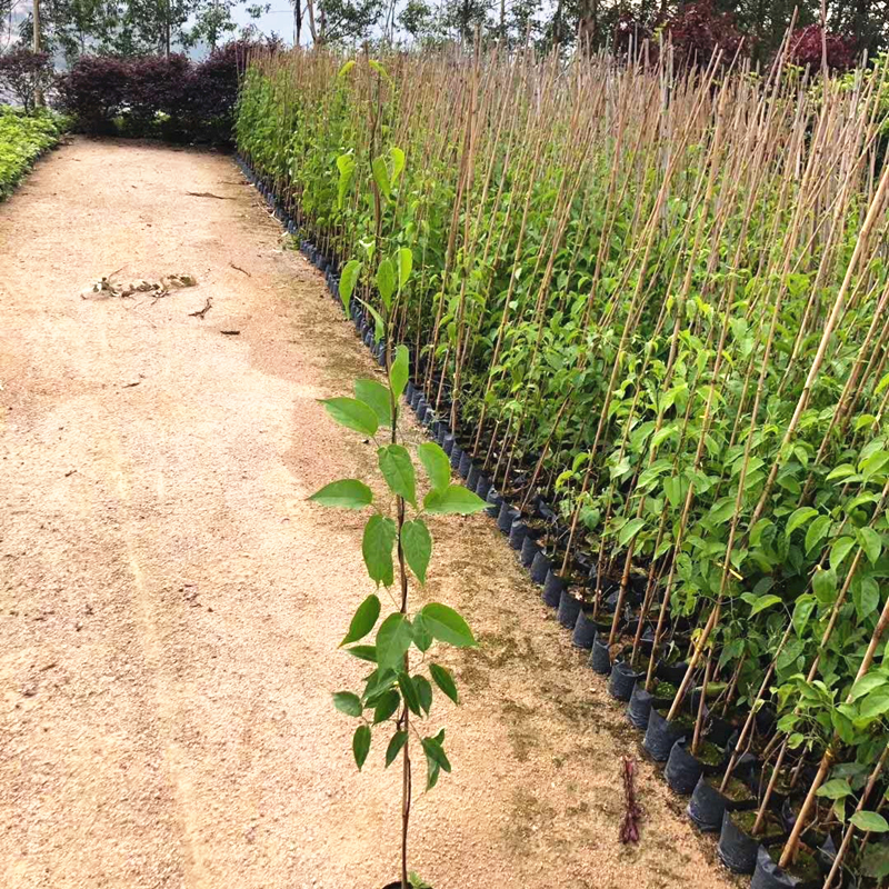 炮仗花小苗基地