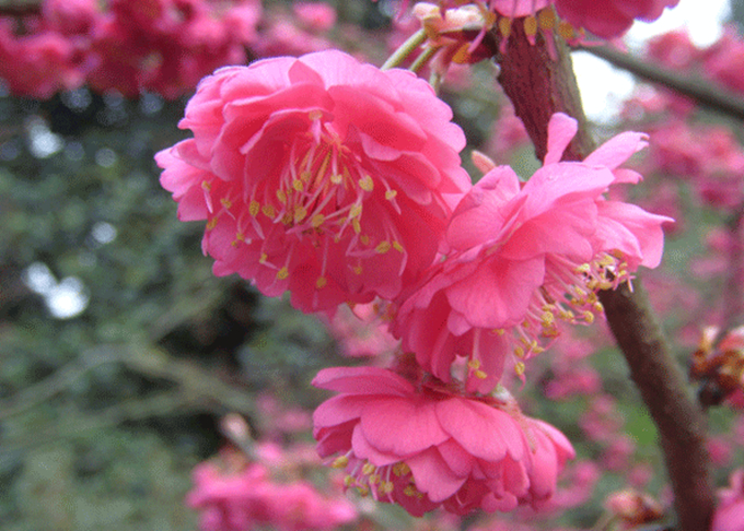 福建山樱花