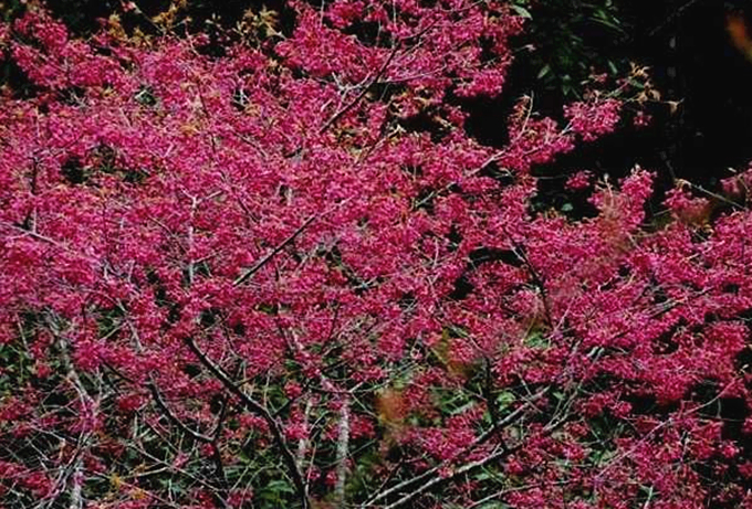 山樱花种植基地