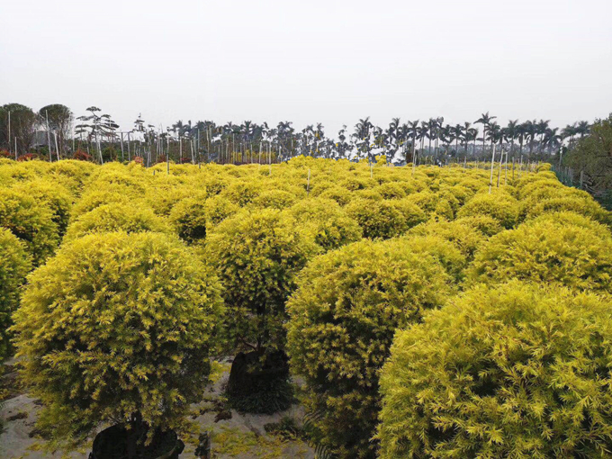 黄金香柳基地