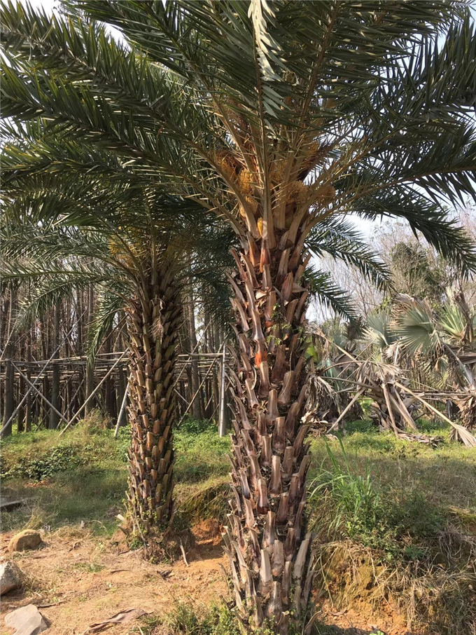 中东海枣种植基地