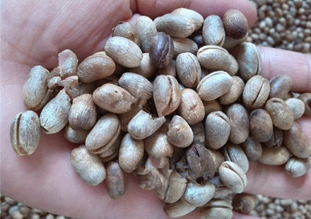 加拿利海枣干种子低价批发