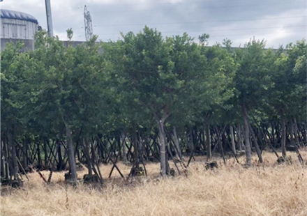 漳州红皮榕基地直发价格