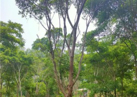 10公分红皮榕盆景种植基地