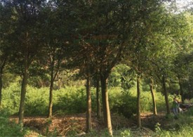 漳州红皮榕种植基地