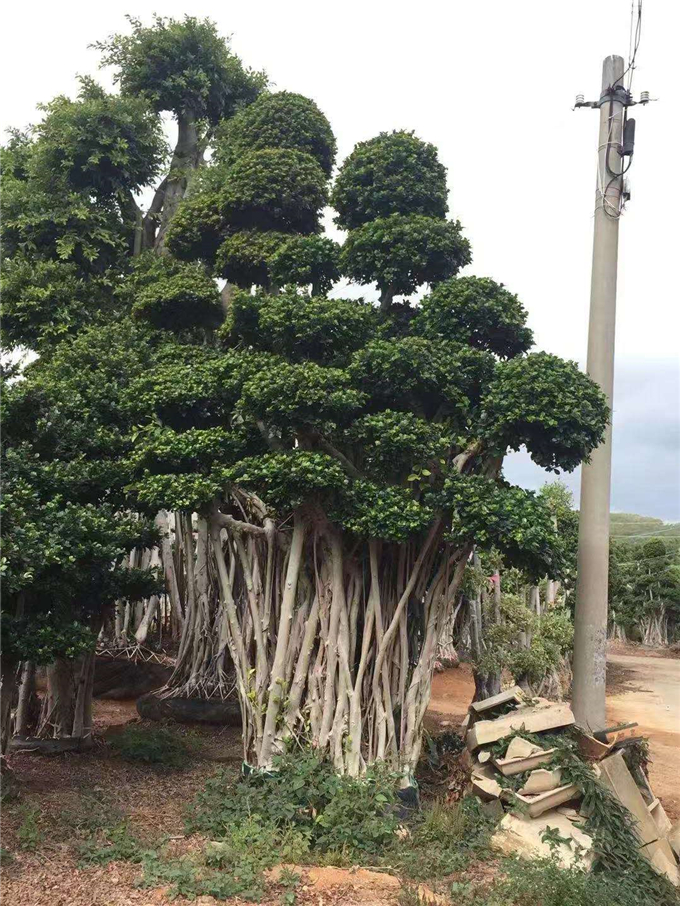 漳州小叶榕