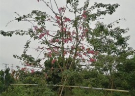 优质美丽异木棉小苗基地直售