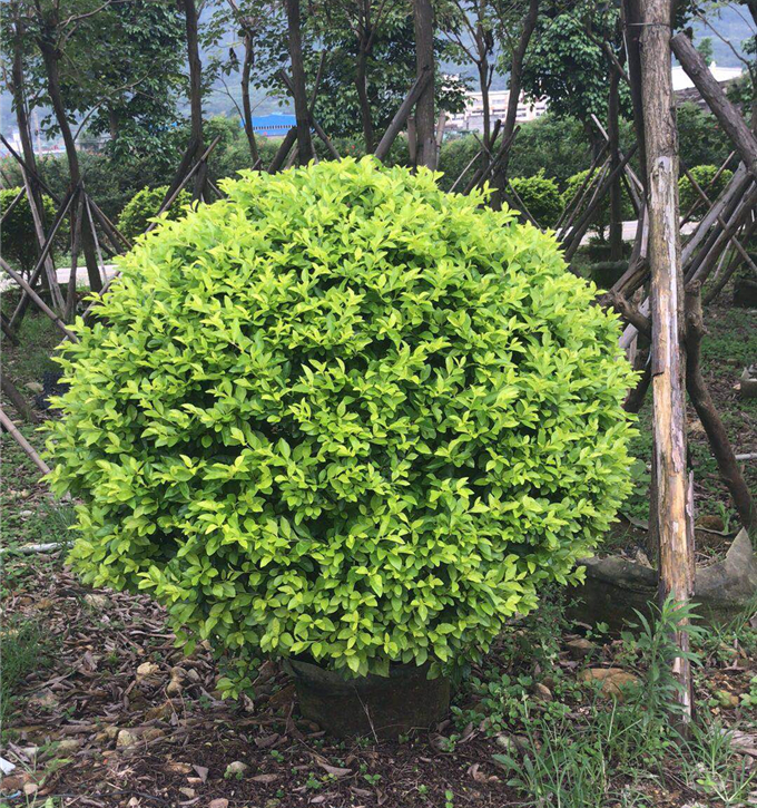 黄金叶