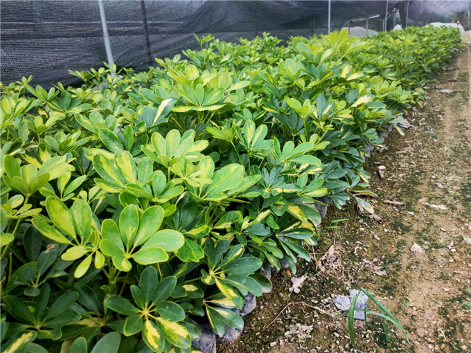花叶鸭脚木