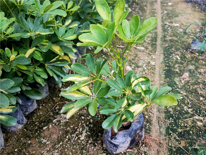 花叶鸭脚木价格