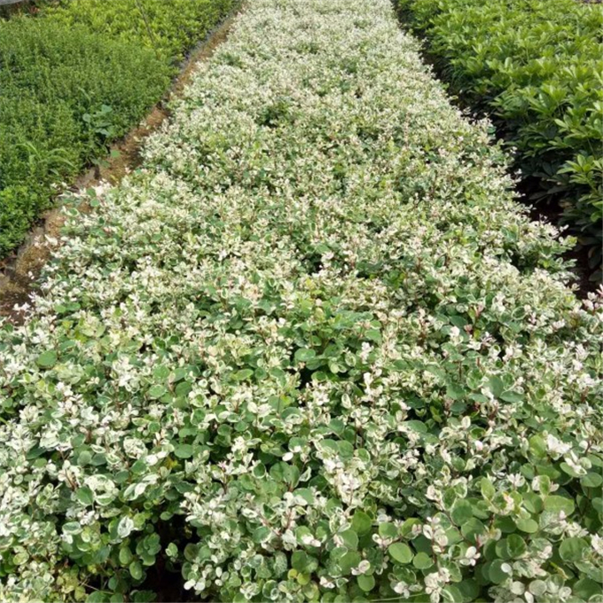 雪花木基地