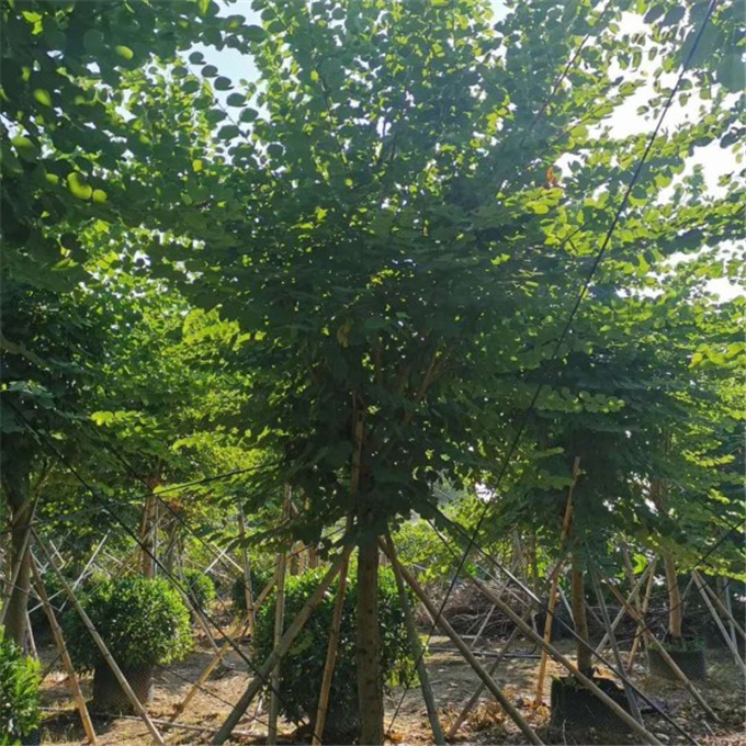 宫粉紫荆
