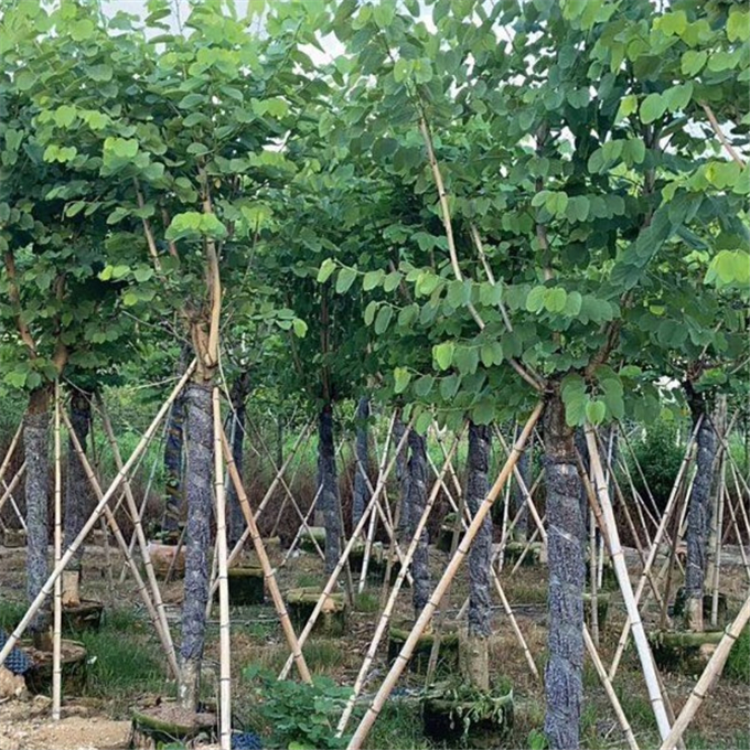 宫粉紫荆小苗