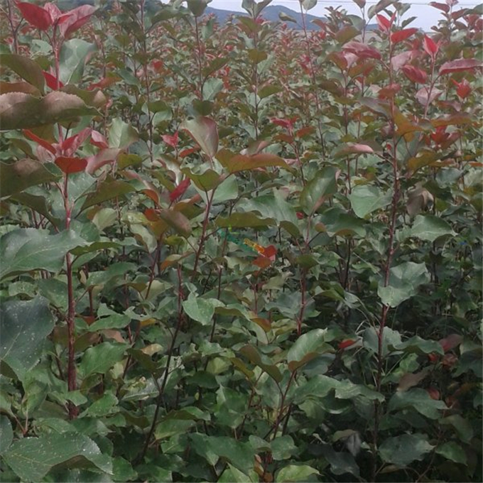 红叶海棠苹果树