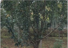 基地3-10公分海棠树大量批发