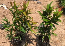 喜阳植物：红车木小苗供应