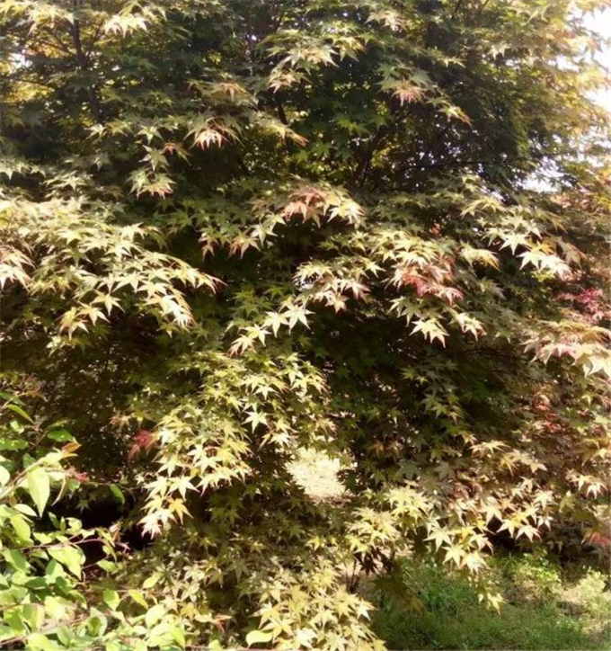 鸡爪槭景观树