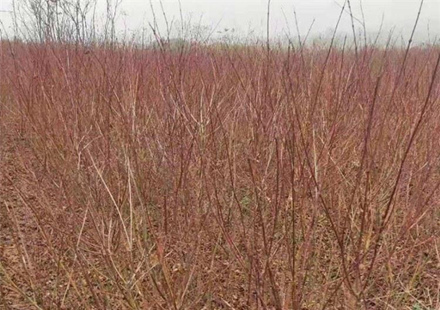 福建鸡爪槭小苗现货，无虫害