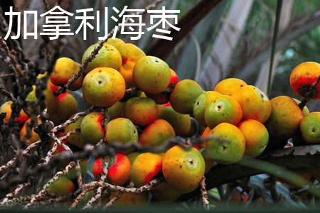 加拿利海枣果实